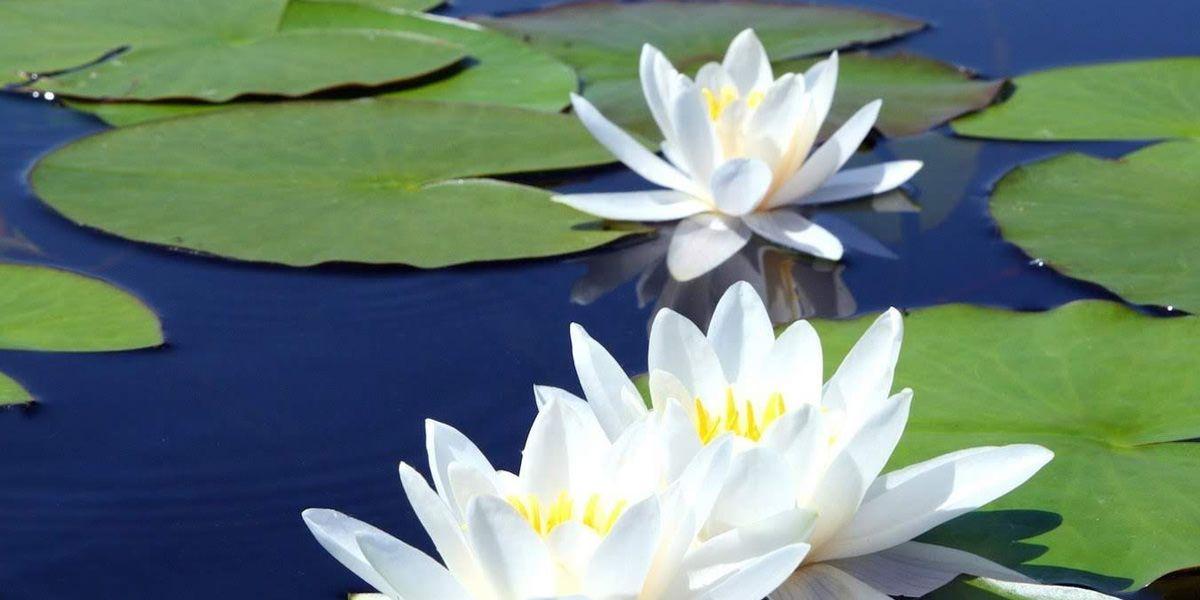 hfn-blog-rise-like-lotus-flower.jpg